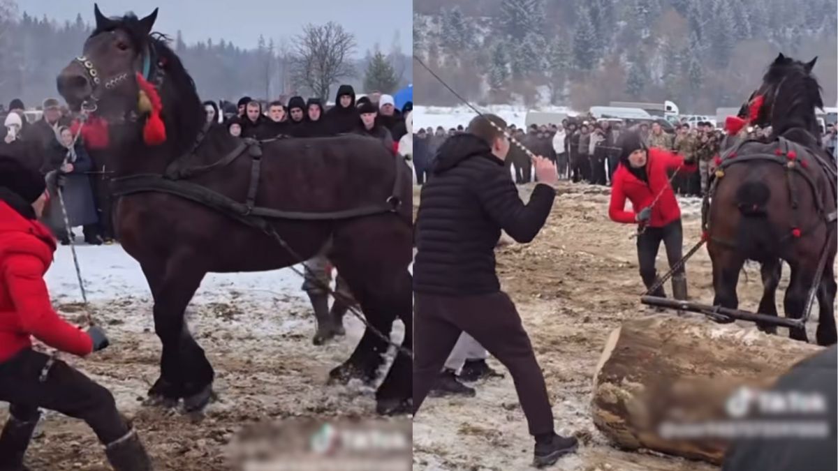 Кінний фестиваль