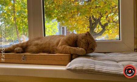 Ті з ким не сталось новорічного дива: безпритульні тварини Надвірної потребують прихисток