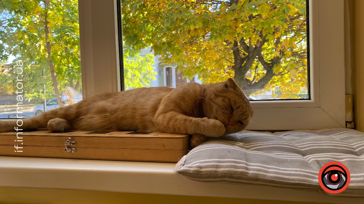 Ті з ким не сталось новорічного дива: безпритульні тварини Надвірної потребують прихисток