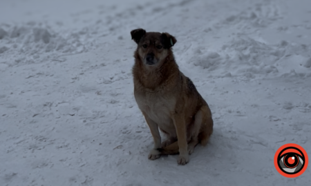 Прикарпатська ветлікарка розповіла, як підтримати безпритульних тварин взимку