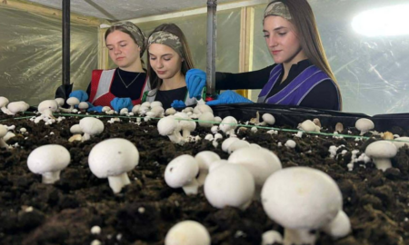 Ліцей з Прикарпаття виграв 2 тисячі євро на проєкт з вирощування печериць