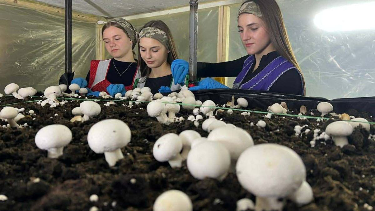 Ліцей з Прикарпаття виграв 2 тисячі євро на проєкт з вирощування печериць