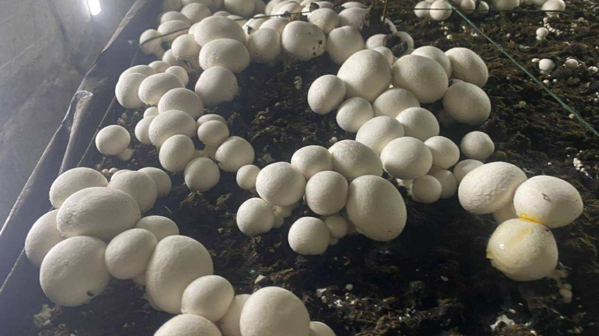 Ліцей з Прикарпаття виграв 2 тисячі євро на проєкт з вирощування печериць