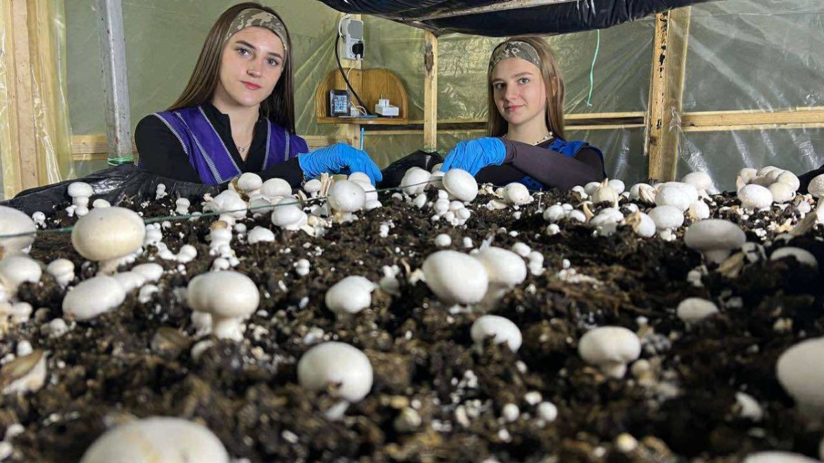 Ліцей з Прикарпаття виграв 2 тисячі євро на проєкт з вирощування печериць
