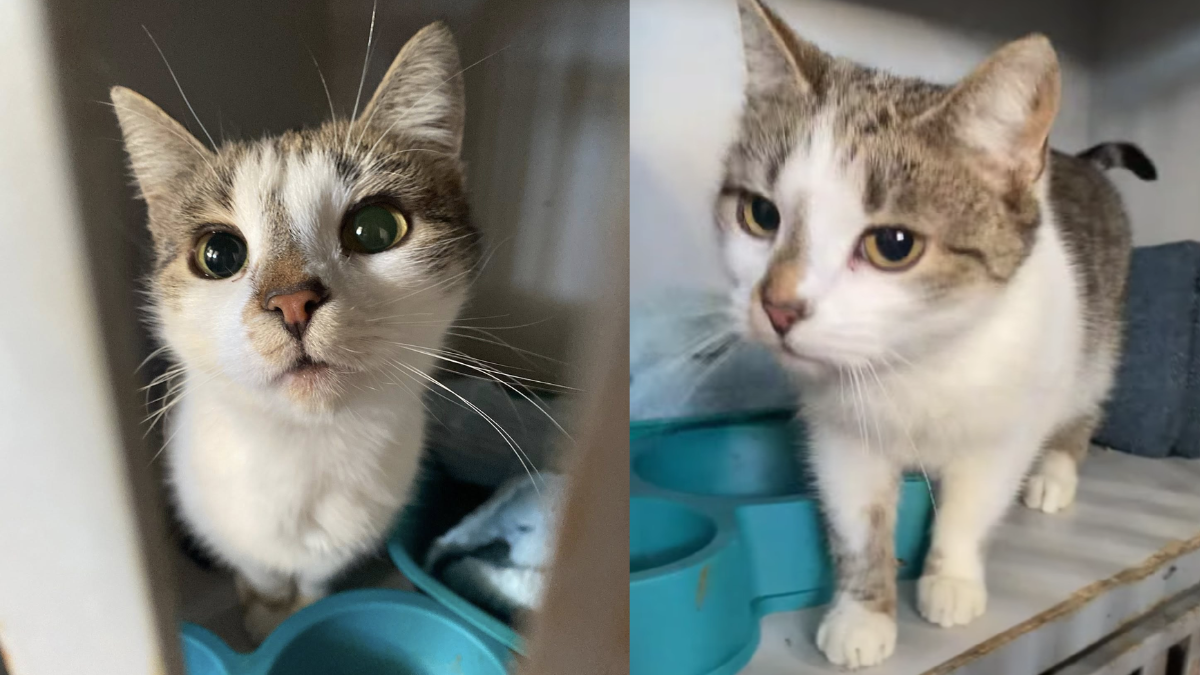 Подаруйте теплий дім: у Франківську безпритульні тварини чекають на шанс стати домашніми