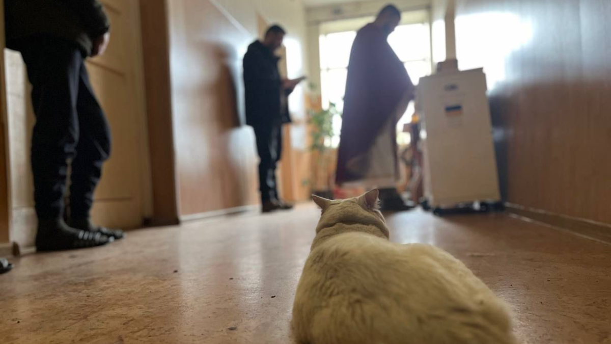 Кіт у 102 бригаді ТрО