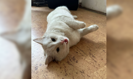 Кіт у 102 бригаді ТрО