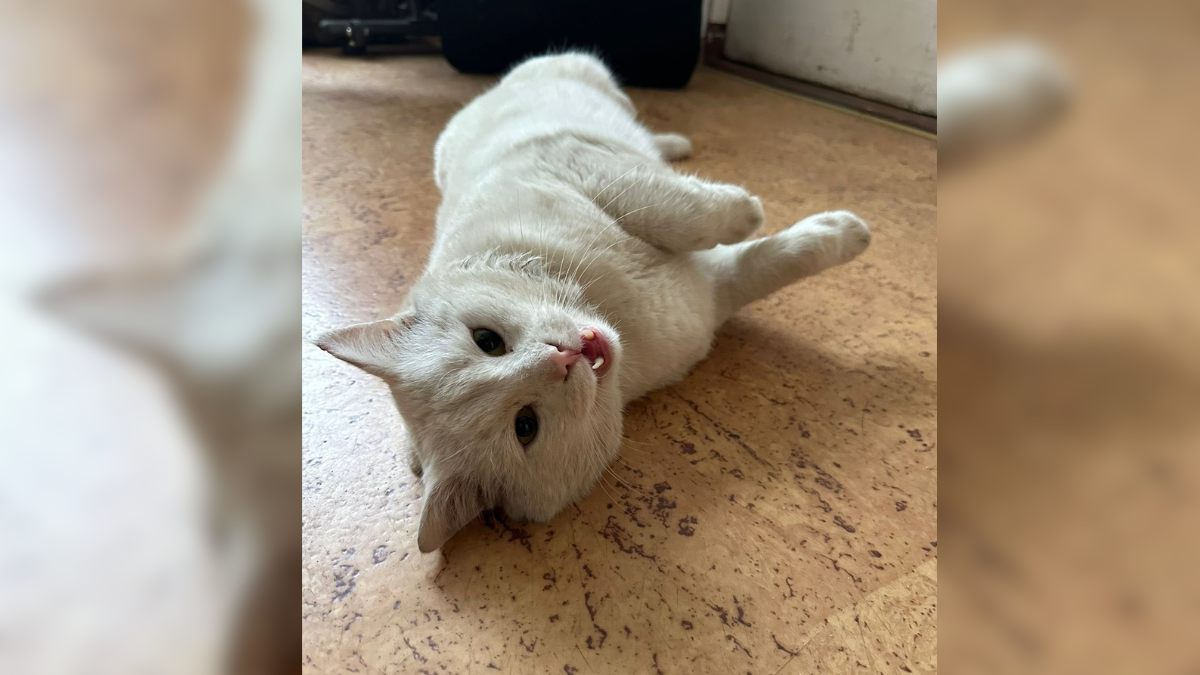 Кіт у 102 бригаді ТрО