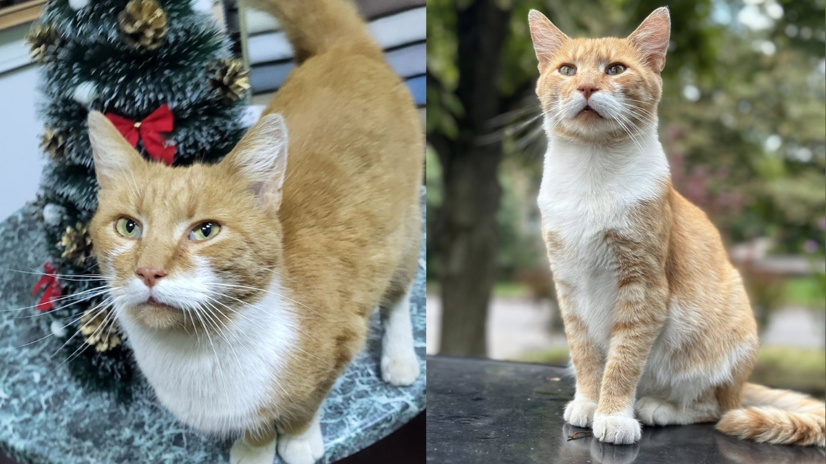 Подаруйте теплий дім: у Франківську безпритульні тварини чекають на шанс стати домашніми