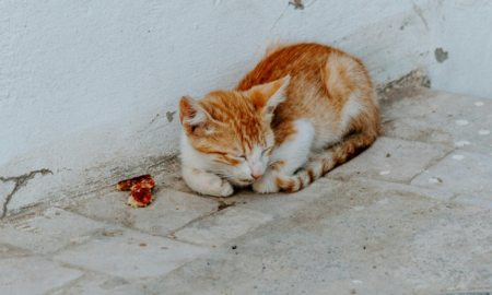 Подаруйте теплий дім: у Франківську безпритульні тварини чекають на шанс стати домашніми