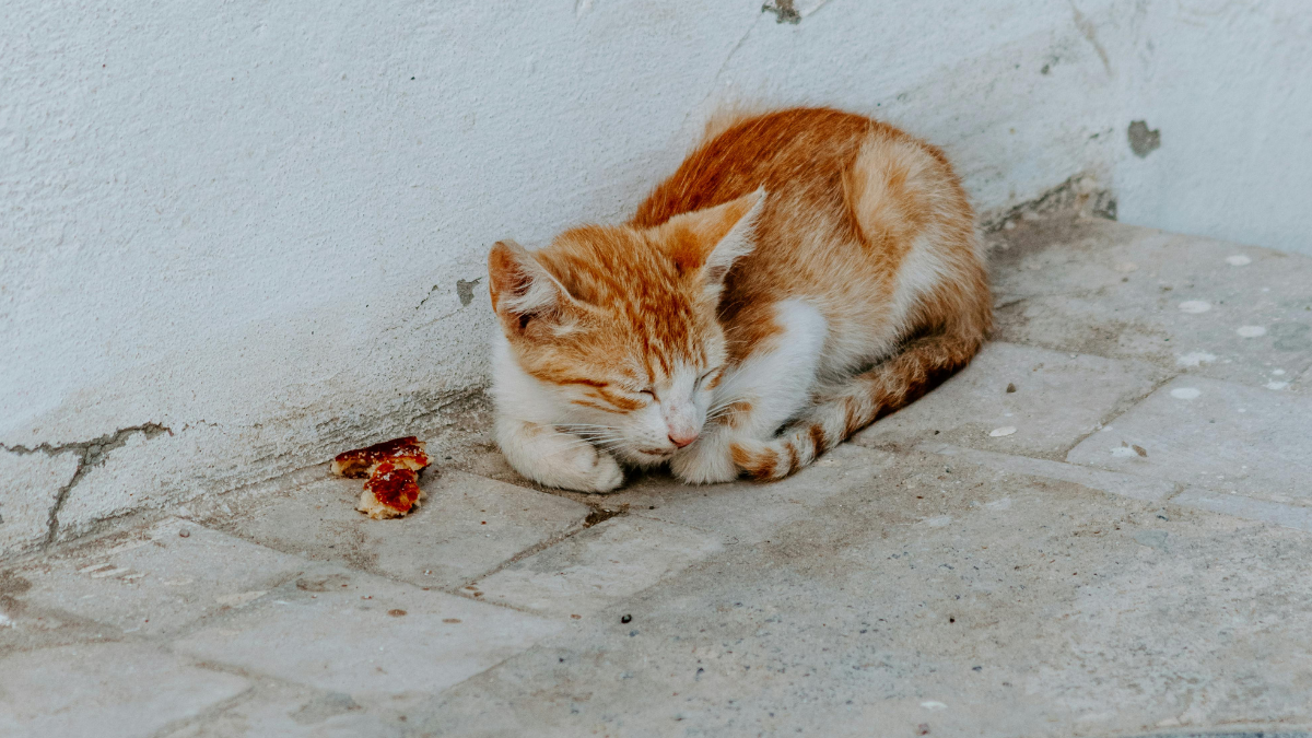 Подаруйте теплий дім: у Франківську безпритульні тварини чекають на шанс стати домашніми