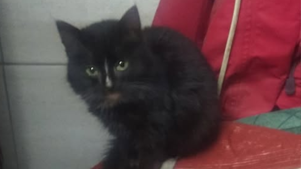 Безпритульні хвостики Івано-Франкі