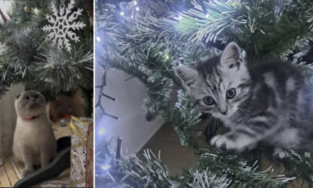 Ветлікарка з Франківщини розповіла, чому коти «небайдужі» до святкових ялинок