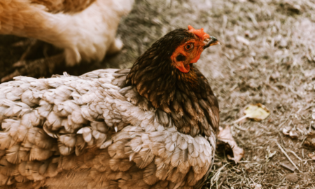 Курка-несучка