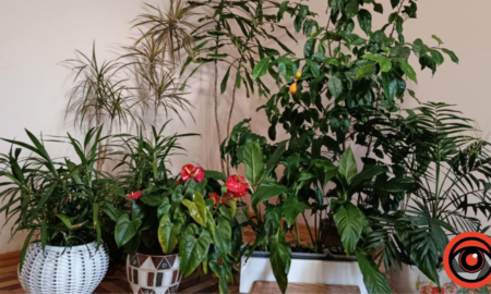 Чим поливати домашні рослини
