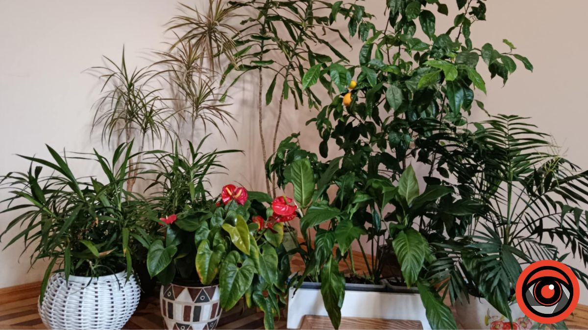 Чим поливати домашні рослини