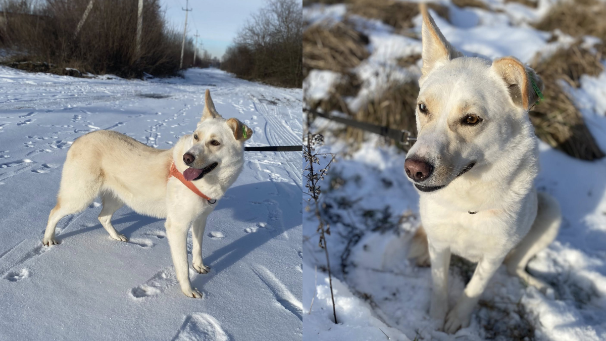 Подаруйте теплий дім: у Франківську безпритульні тварини чекають на шанс стати домашніми