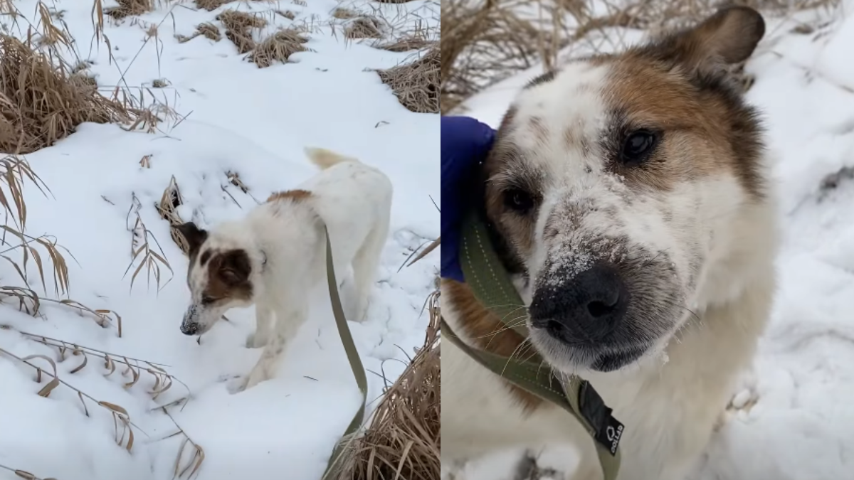 Подаруйте теплий дім: у Франківську безпритульні тварини чекають на шанс стати домашніми