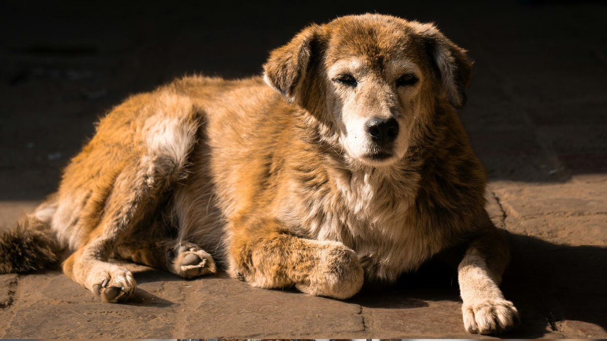 Безпритульні хвостики Івано-Франківська сподіваються знайти відповідальних господарів
