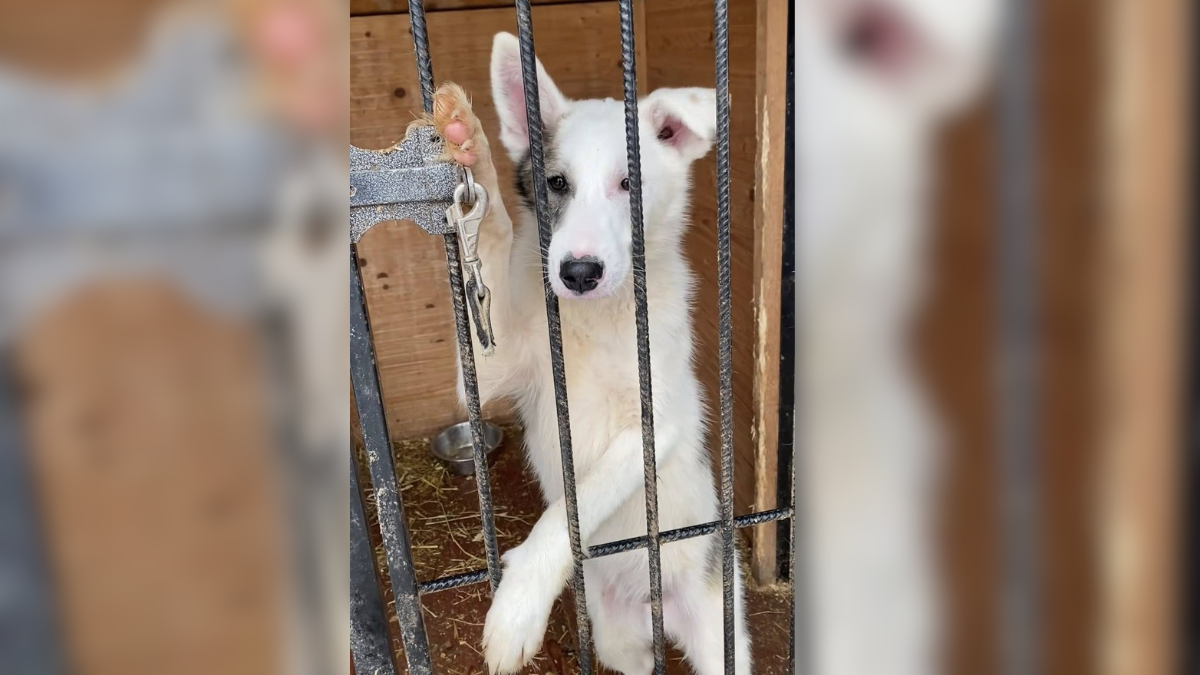 Безпритульні хвостики Івано-Франківська сподіваються знайти відповідальних господарів