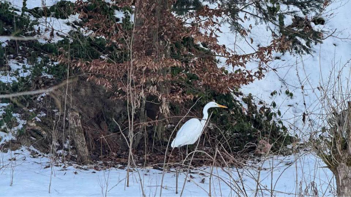 У селі Ріпне Дубівської громади Калуського району місцеві жителі помітили рідкісного для цієї місцевості птаха — велику білу чаплю, або чепуру велику. Незвичну гостю зафіксували в урочищі Зарваниця, поблизу джерела та русла річки.