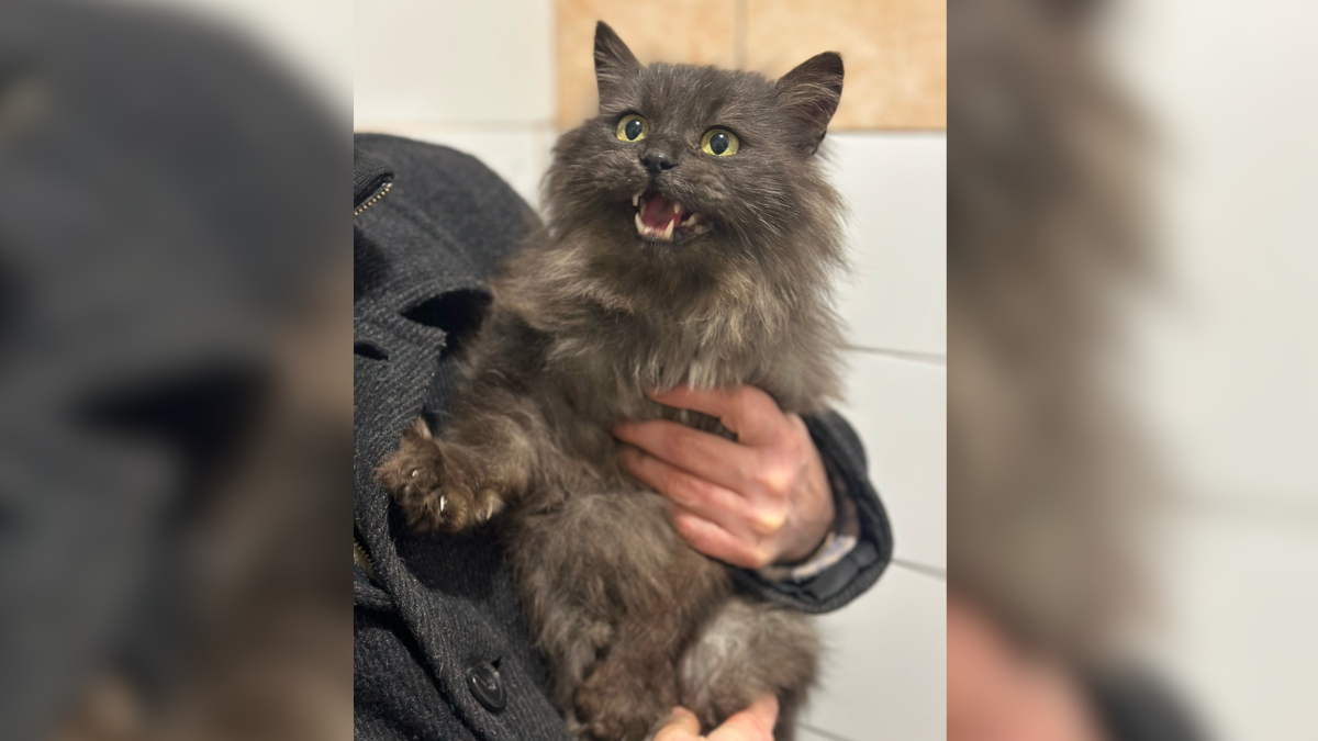 Безпритульні хвостики Івано-Франківська сподіваються знайти відповідальних господарів