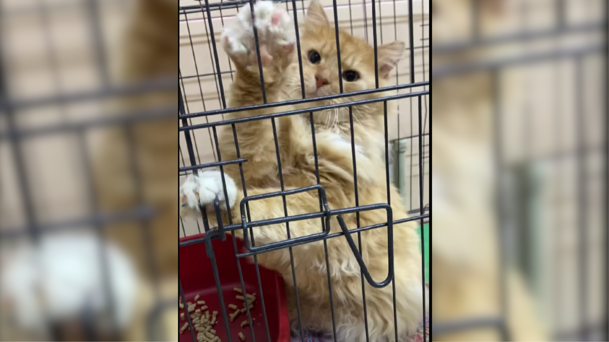 Подаруйте теплий дім: у Франківську безпритульні тварини чекають на шанс стати домашніми