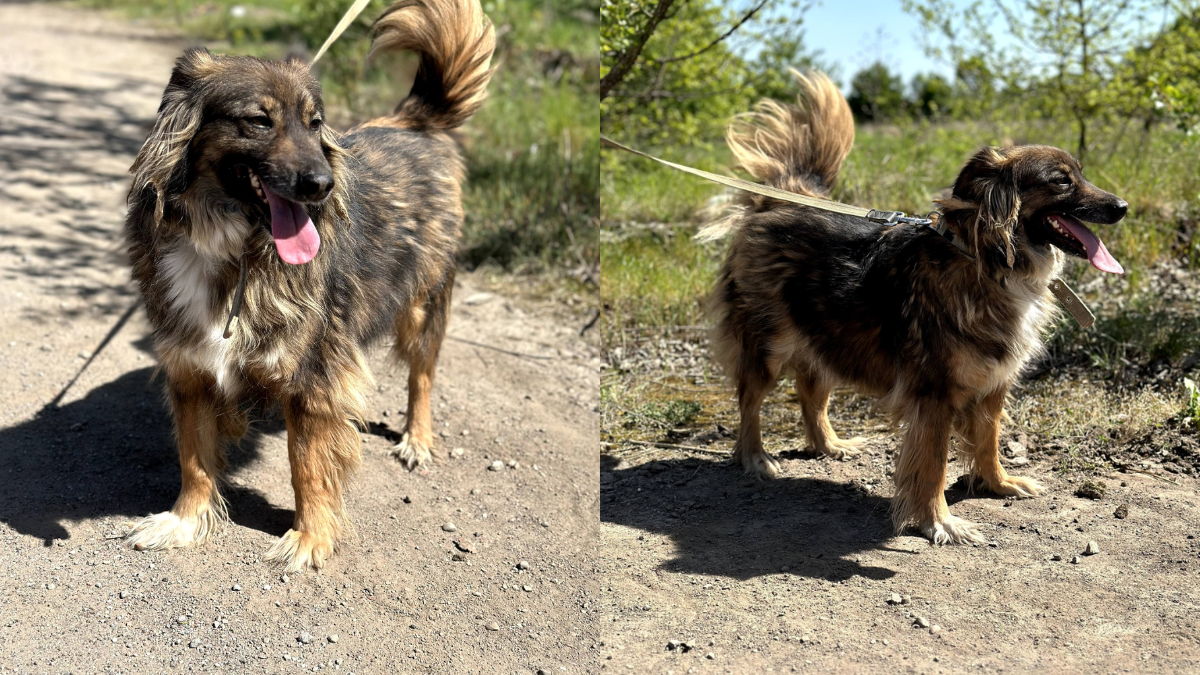 собачка Кетті