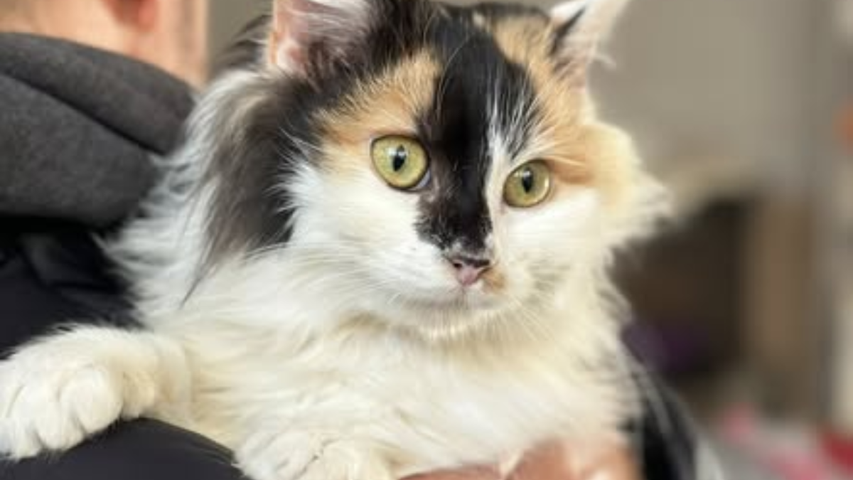 триколірна кішка