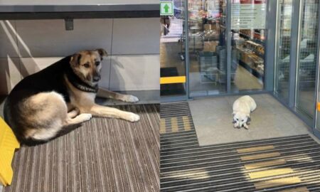 Одна з мереж супермаркетів України впускатиме тварин під час морозів