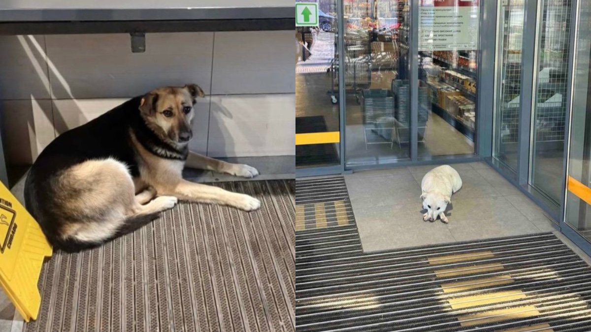 Одна з мереж супермаркетів України впускатиме тварин під час морозів