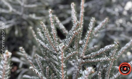 Невеликий мокрий сніг та дощ: погода на Прикарпатті 26 січня