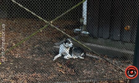 Понад 25 тисяч українців підтримали сувору кримінальну відповідальність за жорстоке поводження з тваринами