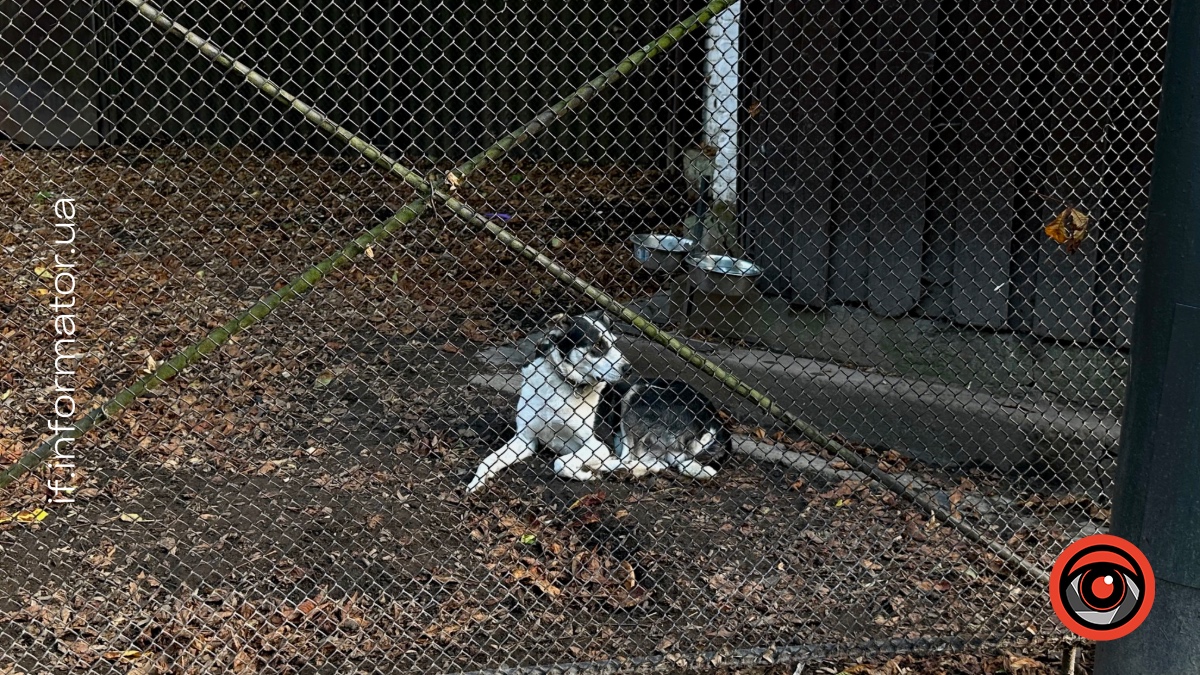 Понад 25 тисяч українців підтримали сувору кримінальну відповідальність за жорстоке поводження з тваринами