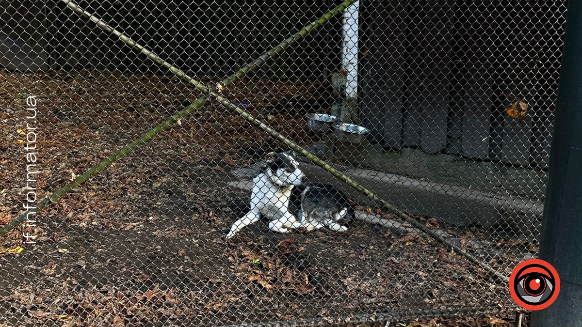 В Україні можуть запровадити європейські стандарти з утримання та відношення до тварин