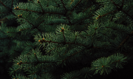 Куди у Коломиї здати ялинку після свят