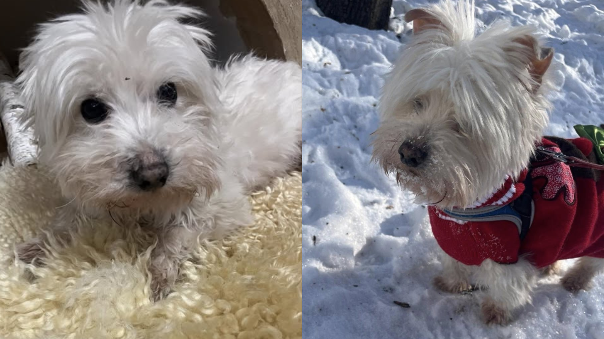 в Івано-Франківську безпритульні тварини прагнуть стати домашніми улюбленцями