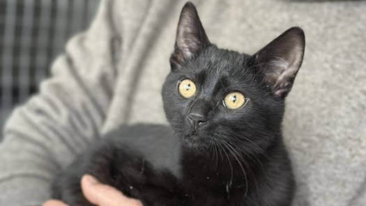 в Івано-Франківську безпритульні тварини прагнуть стати домашніми улюбленцями