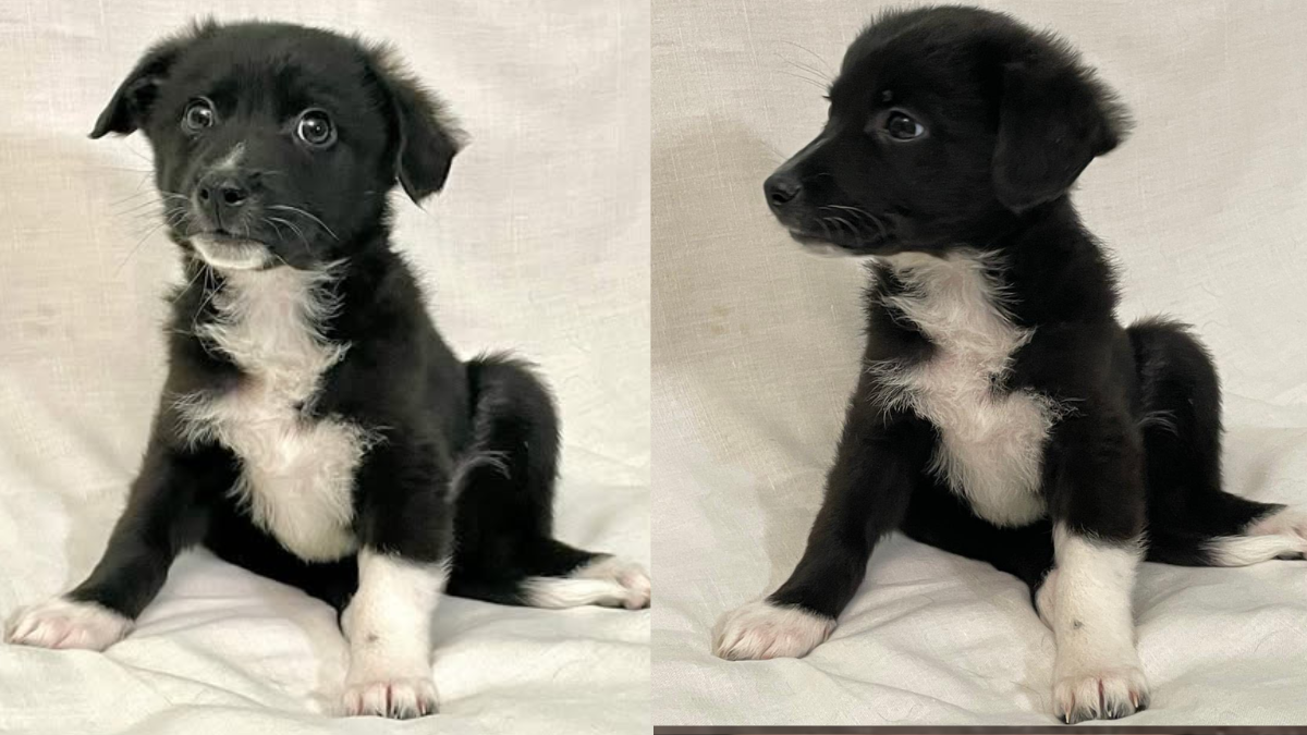 Подаруйте дім і дружбу: безпритульні хвостики Івано-Франківська в очікуванні кращого життя