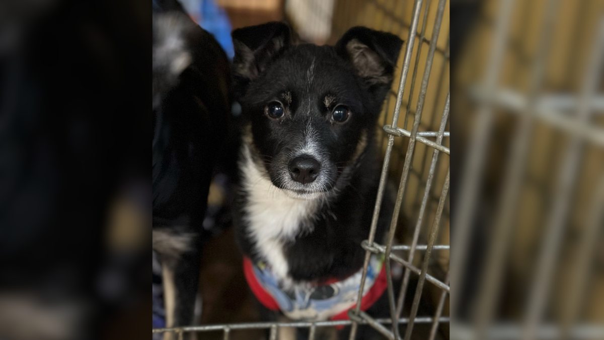 Чотирилапі хвостики з Івано-Франківська у пошуках найкращих господарів