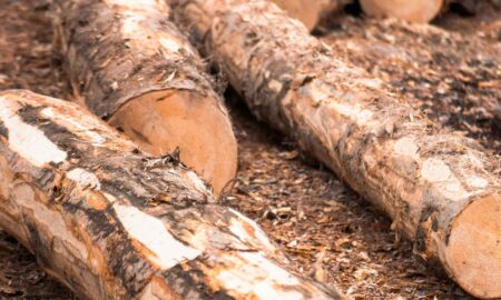 Збитки на майже 4 млн грн: на Прикарпатті 12 осіб підозрюють у незаконній вирубці