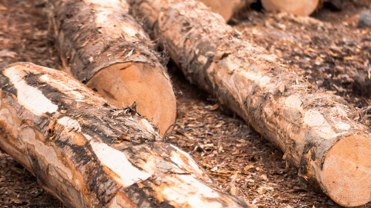 Збитки на майже 4 млн грн: на Прикарпатті 12 осіб підозрюють у незаконній вирубці