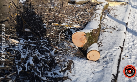 Тлумацька міськрада заплатить майже 400 тисяч гривень штрафу за знищення трьох дерев у заповіднику