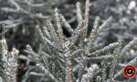 Свята 1 лютого