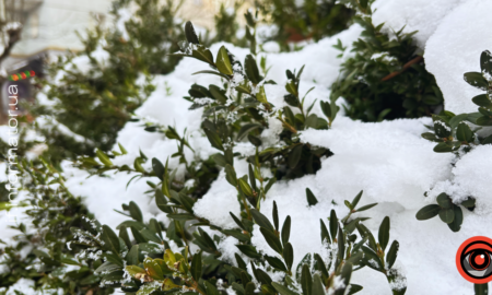 свята 15 лютого