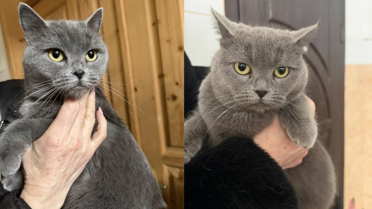 Чотирилапі хвостики з Івано-Франківська у пошуках найкращих господарів