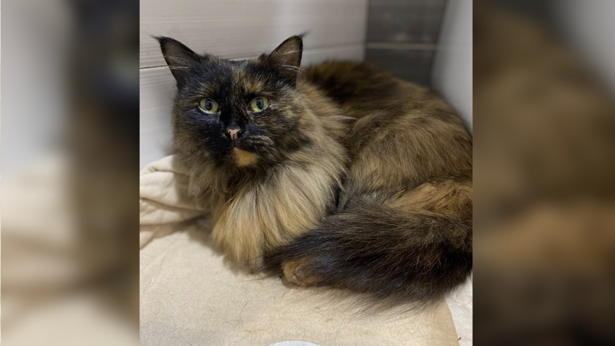 Подаруйте дім і дружбу: безпритульні хвостики Івано-Франківська в очікуванні кращого життя