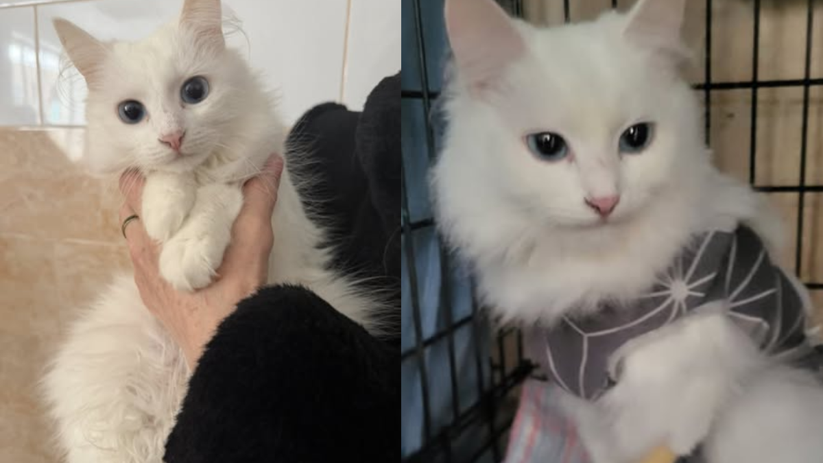 Чотирилапі хвостики з Івано-Франківська у пошуках найкращих господарів