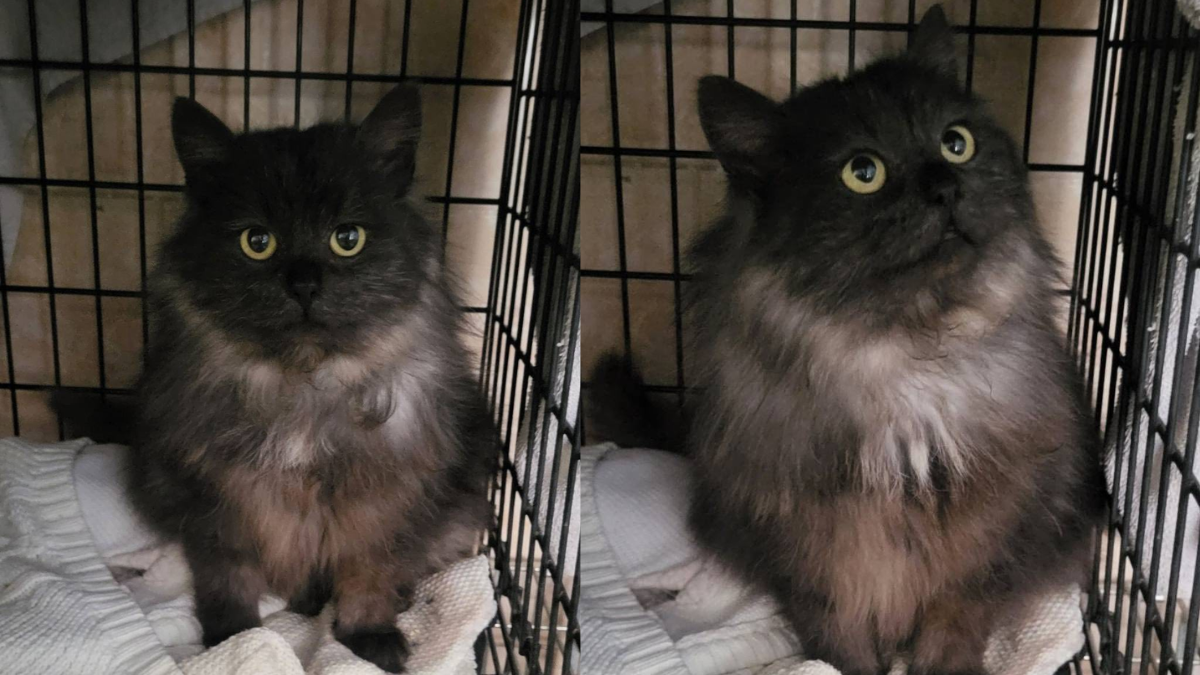 в Івано-Франківську безпритульні тварини прагнуть стати домашніми улюбленцями