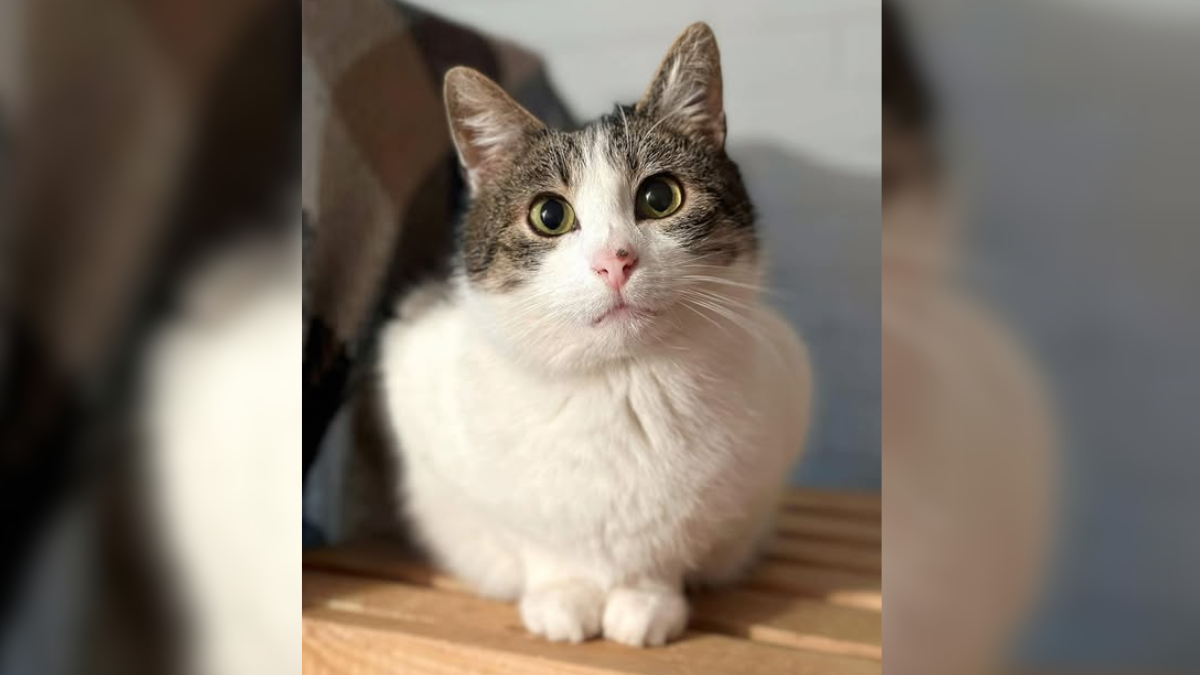 Чотирилапі хвостики з Івано-Франківська у пошуках найкращих господарів